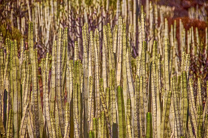 Vegetable Verticals