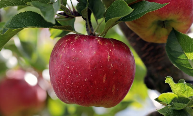 Apples on a tree