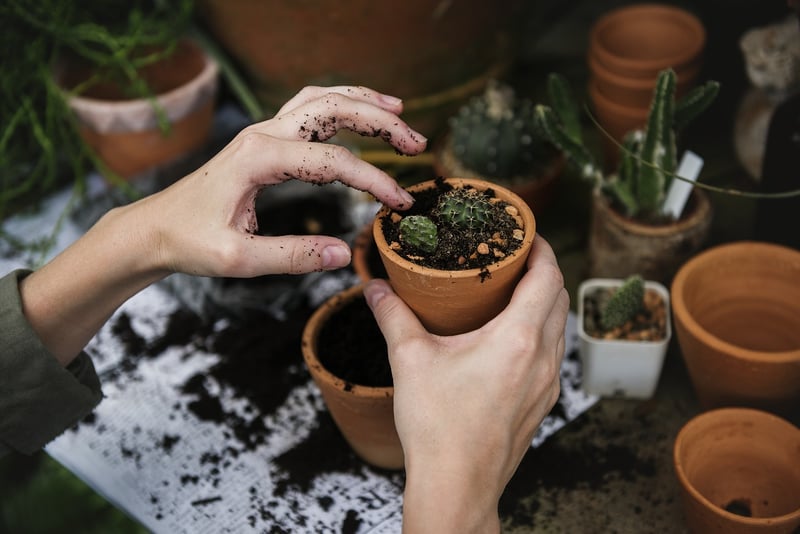 Healthy Plants